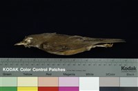 藏品(赤腹鶇)的圖片